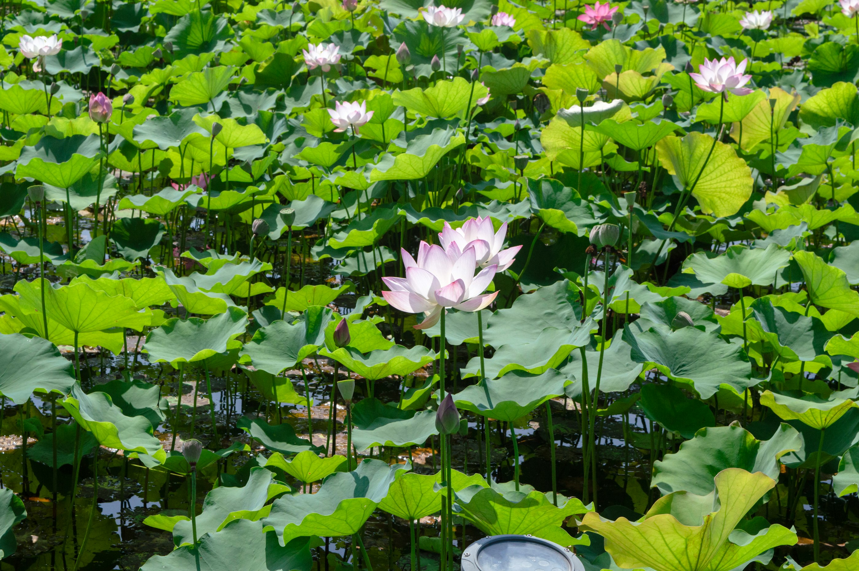 Pink and white lotus flowers bloom among green lily pads.